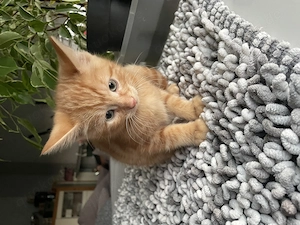 Kleine rothaarige Kater
