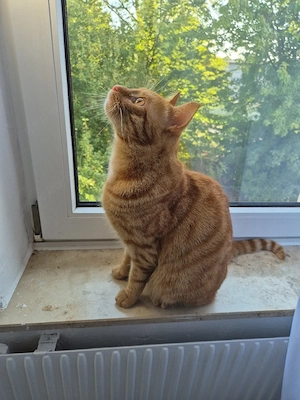  Liebevolles Zuhause für ruhigen und verschmusten Kater gesucht