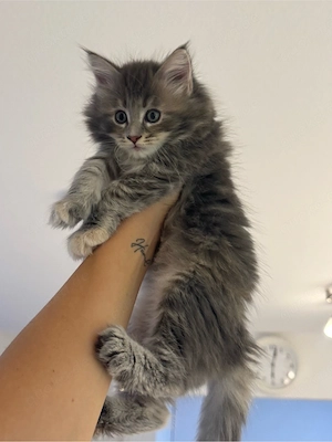 Maine coon Mädchen sucht ein Zuhause
