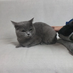 Bkh Kater 