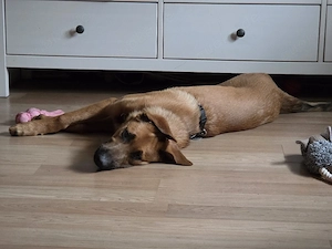 Belgischer Schäferhund Malinios Welpe Hündin 