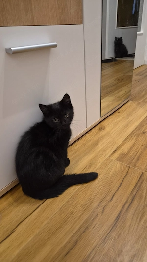 Baby Katzen 