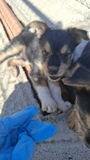 Süße Finja(14 Wochen, 2,5 kg, 18 cm) sucht liebevolles Zuhause 