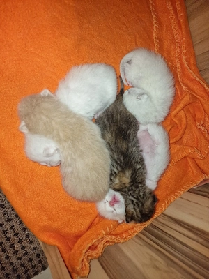 5 süße BKH Mix kitten 
