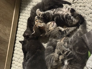 bkh mix kitten