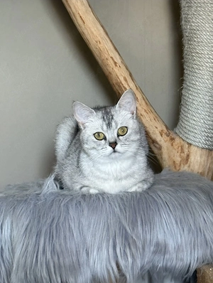 Bkh Katzen Dame 19 Monate alt nicht kastriert 