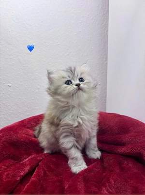 Süße Kitten  BKH   BLH suchen ein liebevolles Zuhause