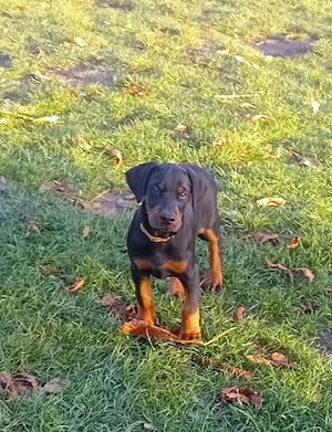 Dobermann Welpen 