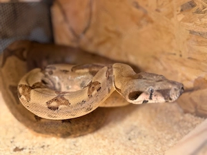 Boa constrictor imperator Hypo Männchen.