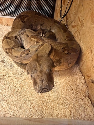 Boa constrictor imperator Hypo Männchen.
