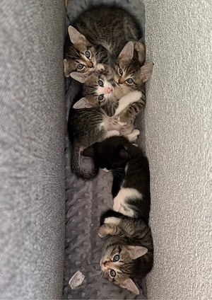 Babykatzen Kitten Baby Katzen