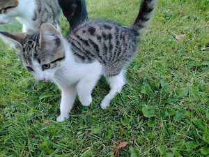 Kleiner Kater sucht neues zuhause