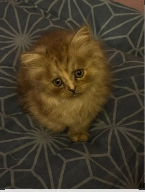 katzenbabys