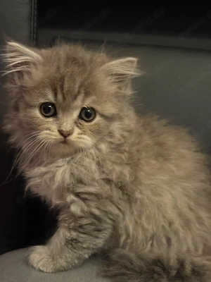 katzenbabys