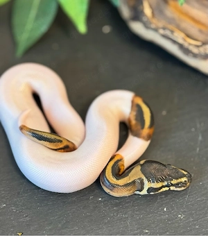 1.0 Königspython Piebald het Albino #1 ENZ