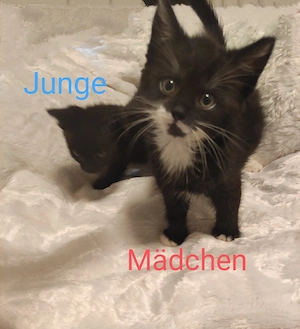 Süße verschmuste Kitten ab 15.10.26. abzugeben 