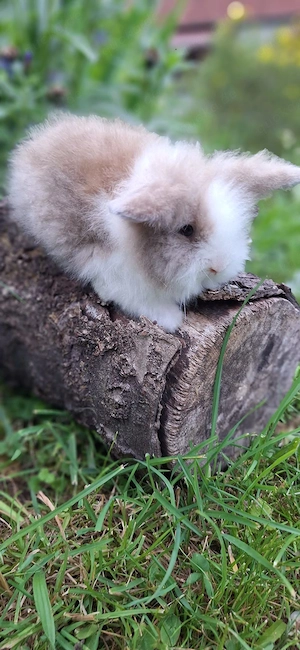 Zwergkaninchen Löwenkopf Zwergwidder