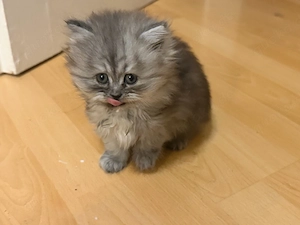 BKH Britisch Langhaar Kitten | Weiblich | Langhaar | Sehr lieb & ruhig | Wunderschön