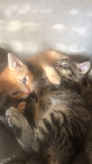 Babykatzen