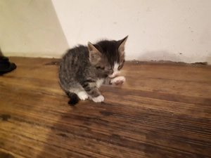 Kätzchen und Katzen abzugeben