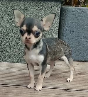 Chihuahua Mädchen kurzhaar black-sable Husky sucht Liebhaber Zuhause