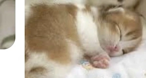 wunderschöne Katzenbabys suchen ein liebevolles Zuhause! Hallo liebe Katzenfreunde,unsere wunderschö