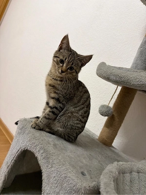 baby katze kitten bkh mix