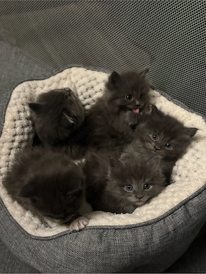 Maine Coon Kitten