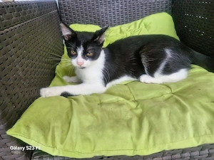 Katerchen 5 Monate alt