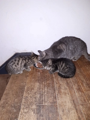 Kätzchen und Katzen abzugeben
