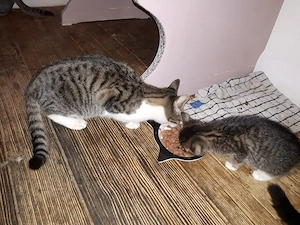 Katzen abzugeben