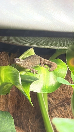 Jungferngecko Jungtiere DNZ (Lepidodactylus lugubris)