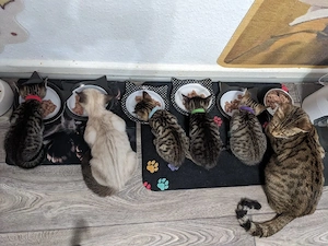 Wunderschöne Bengal-Siam Mix 