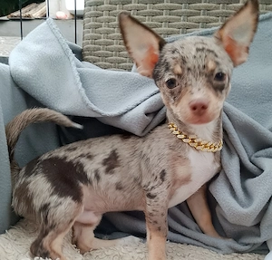 Chihuahua kurzhaar Rüde schoko-merle sucht ein tolles  Zuhause