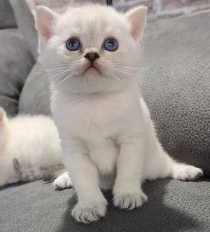 BKH Kitten 