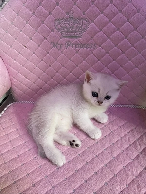 BKH Kitten mit Stammbaum!
