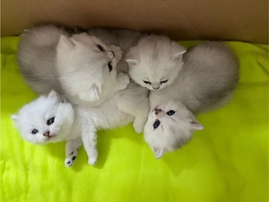 Wunderschöne BLH BKH Kitten mit Stammbaum!