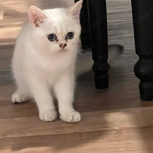 Wunderschöne BKH  Kitten mit großen blauen Augen