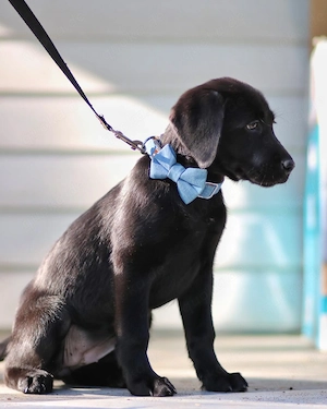 Labrador Welpen aus liebevoller Aufzucht