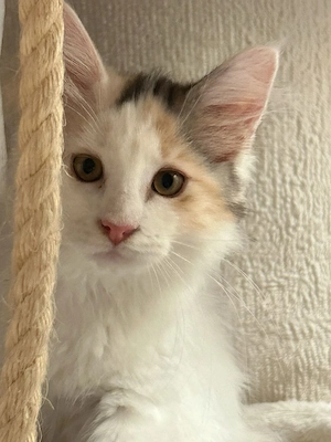 Unsere Rasselbande Maine Coon XL