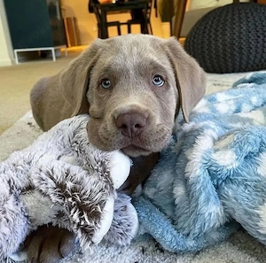Wir haben ab sofort Labrador Welpen in den Farben silber, schwarz,braunund hellbeige abzugeben.