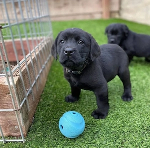 Wunderschöne Labradorwelpen suchen liebevolles zu Hause