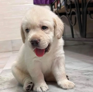 Schweren Herzens suchen wir für unseren Labrador Zeus ein neues Zuhause 