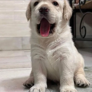 Labrador Welpen aus liebevoller Aufzucht