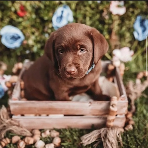 Labrador-Welpen, nur noch ein silber-brauner Rüde übrig