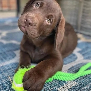 Labrador Welpen aus liebevoller Aufzucht
