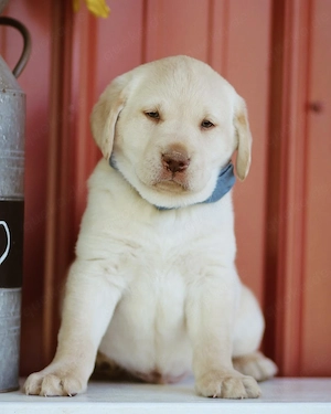 Süßer Labrador-Welpe (Rüde)