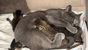   Wunderschöne BKH-Kitten suchen liebevolles Zuhause     