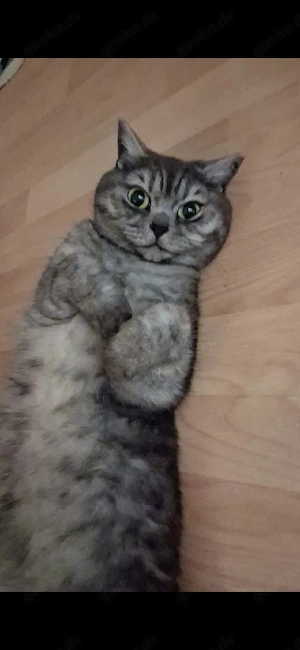 BKH sucht für immer zuhause