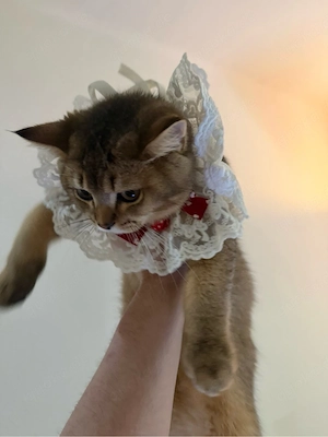Tedyy gold katze